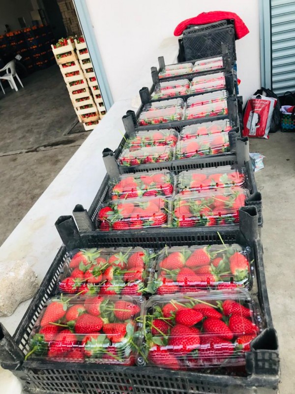 Fresh Strawberry from Turkey